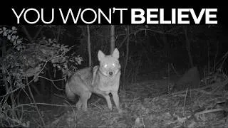 Thumbnail: The Hybrid Animals Taking Over North America