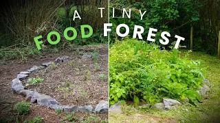 Thumbnail: I Planted a Food Forest Guild in 25m² (120 Days Later)