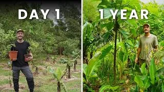 Thumbnail: 1 Year Ago I Planted a 300m² Edible Food Forest
