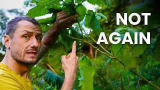 Thumbnail: Stop Fighting Aphids on Fruit Trees (Do This Instead)