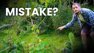 Thumbnail: Will Plants Around Your Fruit Tree Help… or Hurt It?