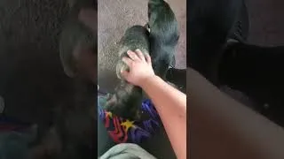 Thumbnail: The Cast Came To Say Good Morning #dog #cats #pets