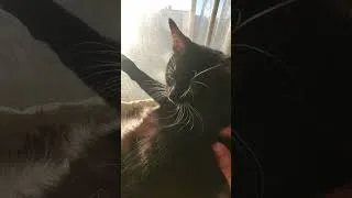 Thumbnail: Kitty Says Good Morning #cat
