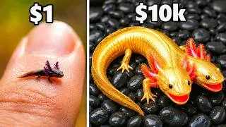 Thumbnail: I Bought The World's Rarest Pet Axolotl... (0.001%)