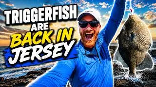 Thumbnail: New Jersey Triggerfish are Back!! Here's how to catch Triggerfish in NJ!!