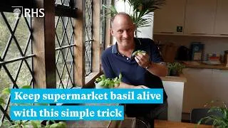 Thumbnail: The supermarket basil trick gardeners swear by | The RHS