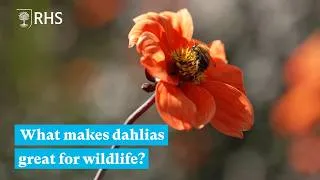 Thumbnail: What makes dahlias great for wildlife? | The RHS