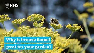 Thumbnail: Why bronze fennel is the all-rounder you need in your garden | The RHS