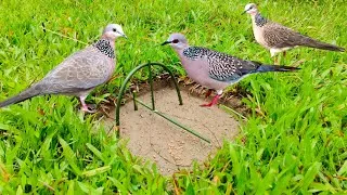 Thumbnail: Wow amazing bird traps 