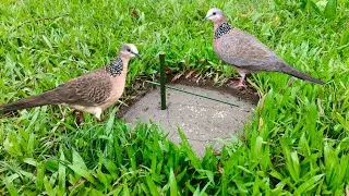 Thumbnail: Natural bird trap shortcut #trap #birds 