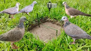 Thumbnail: Bird trap in deep in the forest
