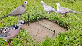 Thumbnail: Shortcut bird trap vary simple 