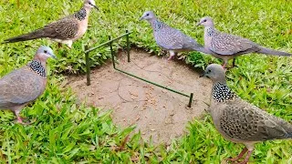 Thumbnail: How to make Vary simple bird trap #nature #birds #trap #live #shorts