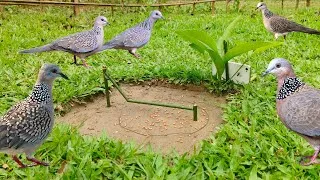 Thumbnail: New bird trap and big forest #trap #new #nature #funny #birds