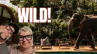 Thumbnail: Wild Elephants Roamed Our 5-Star Safari Hotel in Sri Lanka