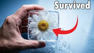 Thumbnail: Why Freezing Things Keeps Them From Freezing