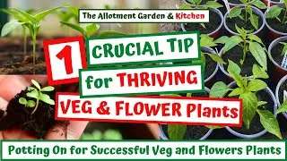 Thumbnail: How to Grow Stronger Vegetable and Flower Plants: Potting on Seedlings for Maximum Health #142