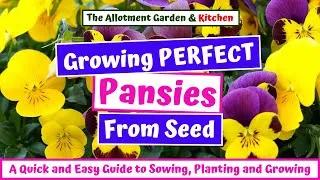 Thumbnail: Grow Pansies from Seed to Flowering – Inc. Tips for Overwintering and a Prolonged Display #139