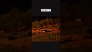 Thumbnail: How much can a woodchuck chuck?
