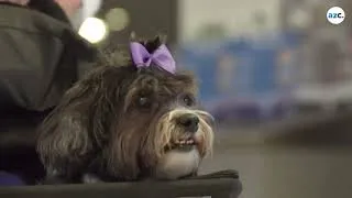 Thumbnail: Sky Harbor Airport program provides therapy dogs for passengers