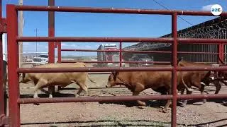 Thumbnail: Cattle trade resumes at Arizona-Sonora border after long-term closure