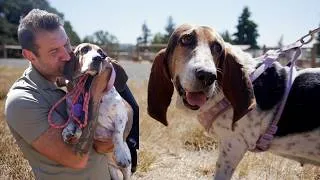 Thumbnail: Haley the senior basset hound was saved from a kill shelter and now were going to find her a home