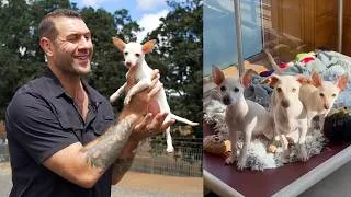 Thumbnail: I was speechless meeting these three Chi-weenies!