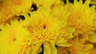 Thumbnail: chrysanthemum