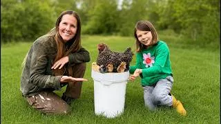 Thumbnail: Our Chicken Hatched Eggs on a Bucket