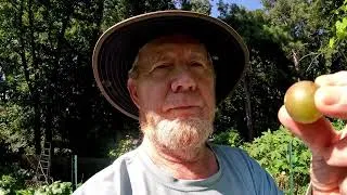 Thumbnail: DO NOT GIVE UP ON GARDEN -TOMATOES - PEPPERS - OKRA - FIGS - MUSCADINES  - MUCH MORE STILL GROWING