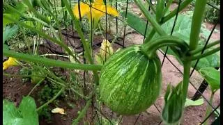 Thumbnail: NEW SQUASH HYBRID CREATED BY ACCIDENT IN GARDEN