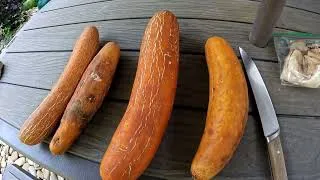 Thumbnail: MUST SEE - HOW TO SAVE CUCUMBER SEEDS - PREPARE FRUIT - REMOVE SEEDS - DRY AND STORE THEM