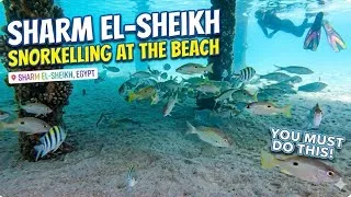 Thumbnail: Snorkelling at the beach in Egypt