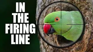 Thumbnail: The Bird Dividing Britain – Was Chris Packham Right? The Ring-Necked Parakeet.
