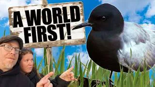 Thumbnail: A WORLD FIRST! UK's Only adult American Black Tern Returns... you will never believe what Happened!