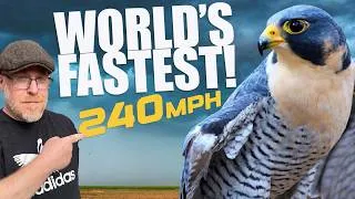 Thumbnail: World's fastest Apex predator in the City! ..and a disappearing Warbler.