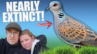 Thumbnail: This bird has nearly gone! & Common Rosefinch search!
