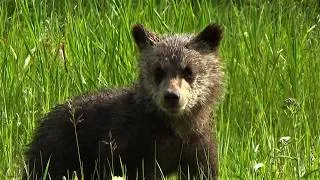 Thumbnail: Grizzly bear mom with her first cubs! Cuteness overload!!!