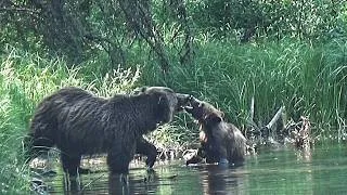 Thumbnail: A huge grizzly bear mom with her three cubs!