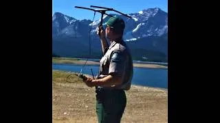 Thumbnail: On foot with a grizzly with cubs, from the perspective of the bear management team.