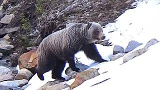 Thumbnail: Grizzly Bears are waking up all across Alberta! (footage from this April)