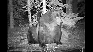 Thumbnail: There's bigger bears in Alberta than "The Boss" in Banff!   April 6, 2025.
