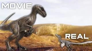 Thumbnail: How Accurate Was The Jurassic Park Velociraptor? (COMPARISON SHOWCASE)