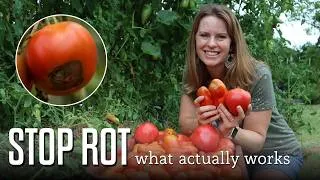 Thumbnail: What Actually Reduced Blossom End Rot in My Garden (And What Didn't)