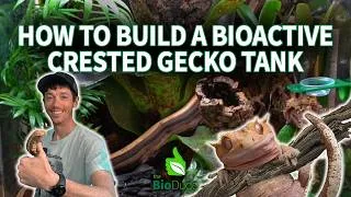 Thumbnail: How to Build a Bioactive Crested Gecko Terrarium: UPDATED 2026