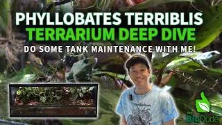 Thumbnail: Hop Inside Our Mint Terriblis Tank + How We Maintain Dart Frog Terrariums