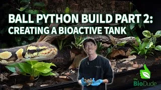 Thumbnail: How to Build a Bioactive Ball Python Terrarium: UPDATED 2025