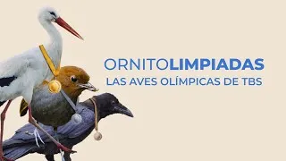 Thumbnail: Juegos Olímpicos The Birders Show: aves que ganan medalla de oro