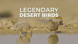 Thumbnail: Exploring the Legendary Birds of the Negev Desert