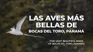 Thumbnail: Las aves más bellas de Bocas del Toro Panamá